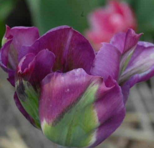 Tulip Violet Bird Variety ( Viridiflora tulip ) 3 bulbs