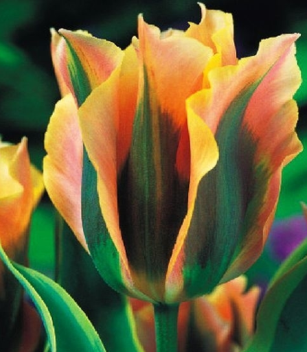 Tulip Green River Variety ( Viridiflora tulip ) 3 bulbs