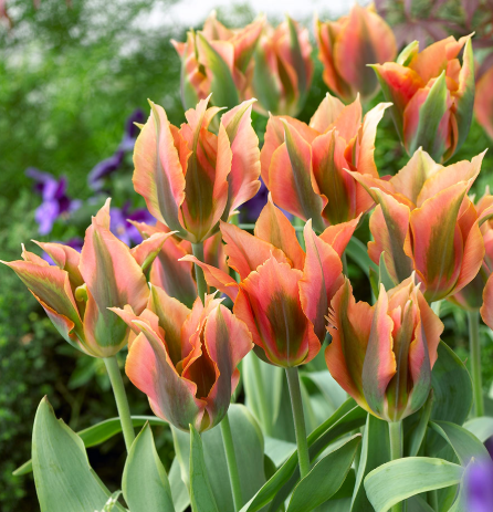 Tulip Green River Variety ( Viridiflora tulip ) 3 bulbs