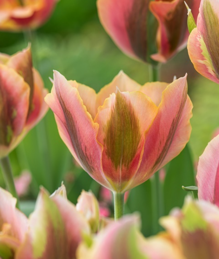 Tulip Pink Artist Variety ( Viridiflora tulip ) 3 bulbs