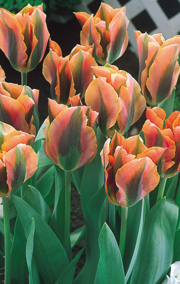 Tulip Pink Artist Variety ( Viridiflora tulip ) 3 bulbs