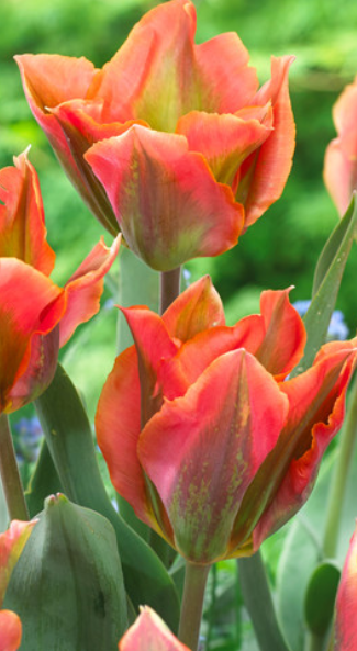 Tulip Pink Artist Variety ( Viridiflora tulip ) 3 bulbs