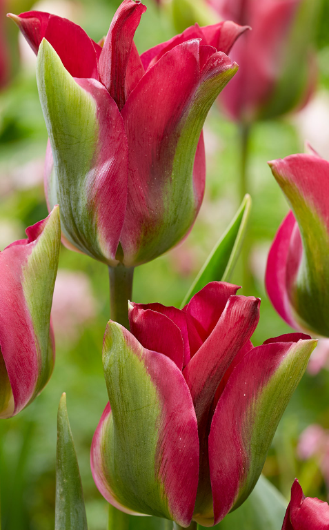 Tulip Green Love Variety ( Viridiflora tulip ) 3 bulbs