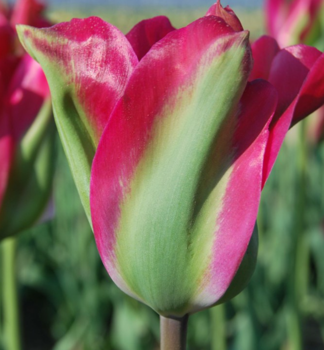 Tulip Green Love Variety ( Viridiflora tulip ) 3 bulbs