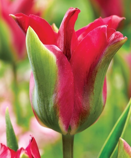 Tulip Green Love Variety ( Viridiflora tulip ) 3 bulbs