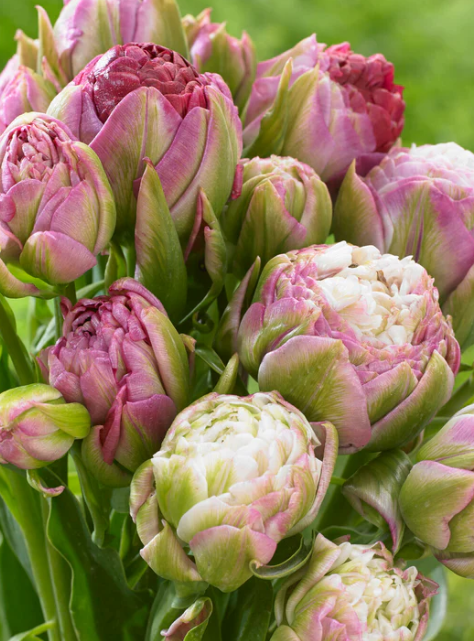 Tulip Peggy Wonder Variety ( Viridiflora tulip ) 3 bulbs