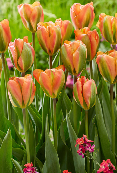 Tulip Orange Marmalade Variety ( Viridiflora tulip ) 3 bulbs