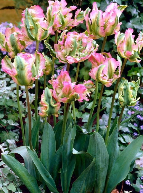 Tulip Green Wave Variety ( Viridiflora tulip ) 3 bulbs
