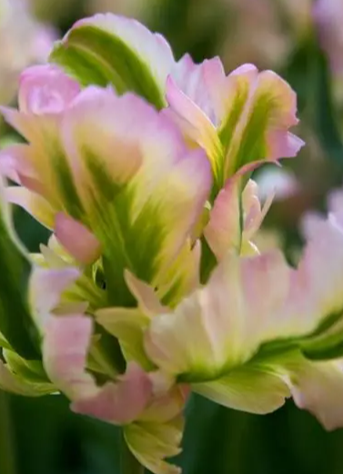 Tulip Green Wave Variety ( Viridiflora tulip ) 3 bulbs