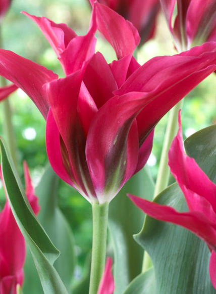 Tulip Doll's Minuet Variety ( Viridiflora tulip ) 3 bulbs