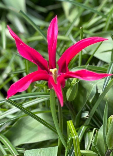 Tulip Doll's Minuet Variety ( Viridiflora tulip ) 3 bulbs