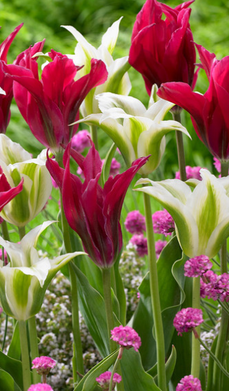 Tulip Doll's Minuet Variety ( Viridiflora tulip ) 3 bulbs