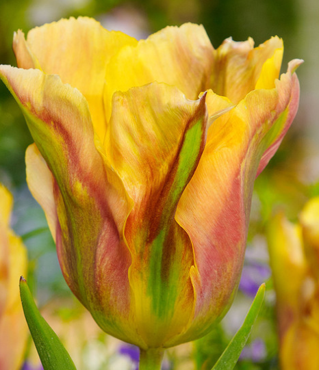 Tulip Golden Artist Variety ( Viridiflora tulip ) 3 bulbs