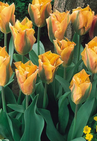 Tulip Golden Artist Variety ( Viridiflora tulip ) 3 bulbs