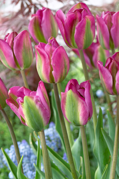 Tulip Nightrider Variety ( Viridiflora tulip ) 3 bulbs