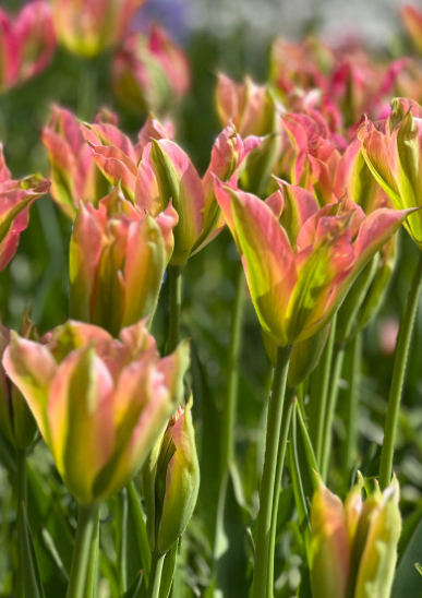 Tulip Virichic Variety ( Viridiflora tulip ) 3 bulbs