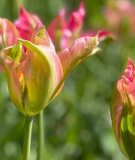 Tulip Virichic Variety ( Viridiflora tulip ) 3 bulbs