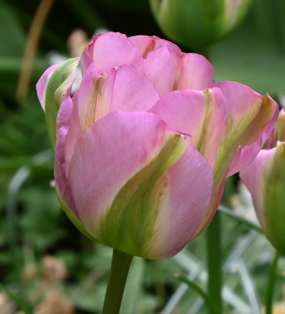 Tulip Greenland Variety ( Viridiflora tulip ) 3 bulbs