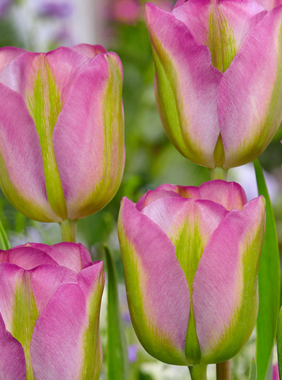 Tulip Greenland Variety ( Viridiflora tulip ) 3 bulbs