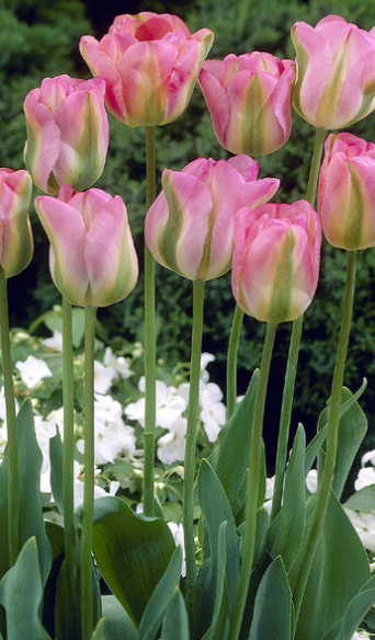 Tulip Greenland Variety ( Viridiflora tulip ) 3 bulbs