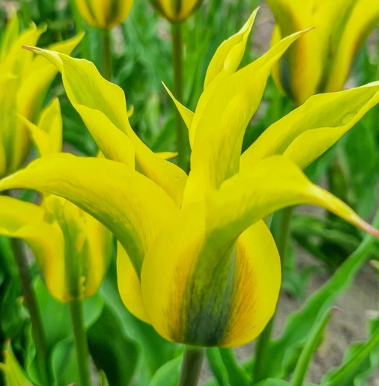 Tulip Formosa Variety ( Viridiflora tulip ) 3 bulbs