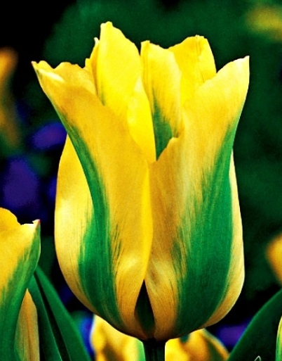 Tulip Formosa Variety ( Viridiflora tulip ) 3 bulbs