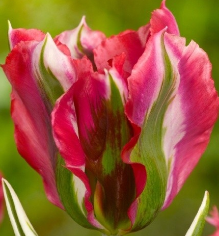 Tulip Esperanto Variety ( Viridiflora tulip ) 3 bulbs