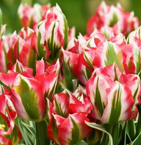 Tulip Esperanto Variety ( Viridiflora tulip ) 3 bulbs