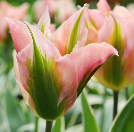 Tulip China Town Variety ( Viridiflora tulip ) 3 bulbs