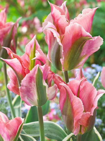 Tulip China Town Variety ( Viridiflora tulip ) 3 bulbs