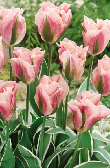 Tulip China Town Variety ( Viridiflora tulip ) 3 bulbs