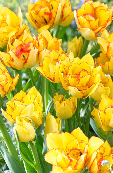 Tulip Aquilla Variety ( multi-flowered tulip ) 3 bulbs