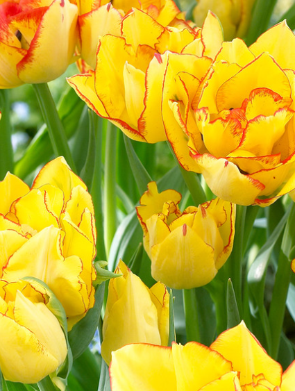 Tulip Aquilla Variety ( multi-flowered tulip ) 3 bulbs