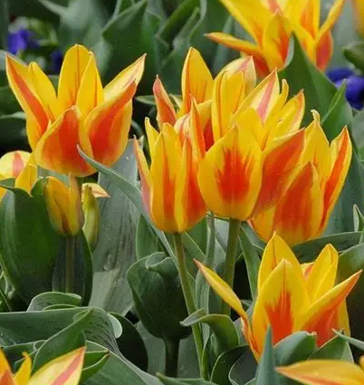 Tulip Sunshine Family Variety ( multi-flowered tulip ) 3 bulbs