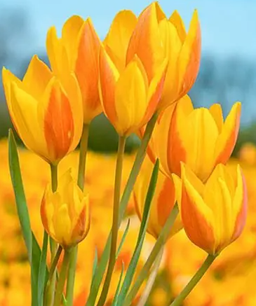 Tulip Sunshine Family Variety ( multi-flowered tulip ) 3 bulbs