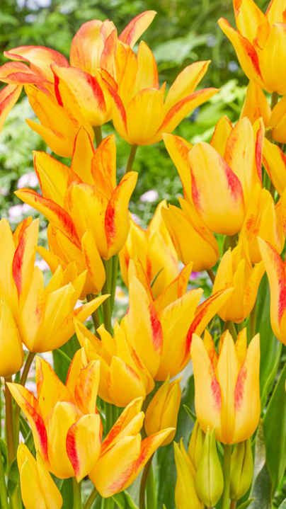 Tulip Royal Georgette Variety ( multi-flowered tulip ) 3 bulbs