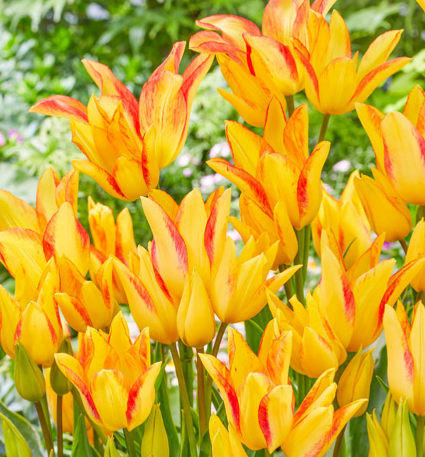 Tulip Royal Georgette Variety ( multi-flowered tulip ) 3 bulbs