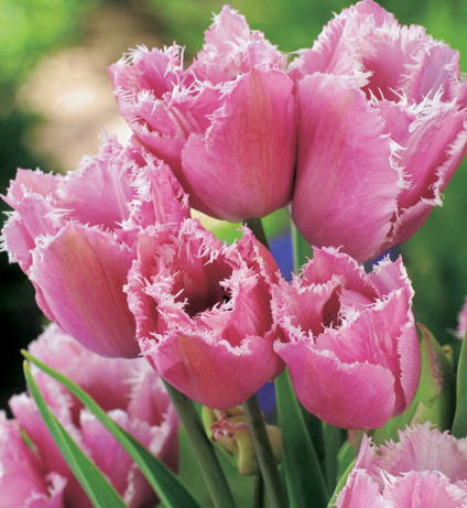 Tulip Fringed Family Variety ( multi-flowered tulip ) 3 bulbs
