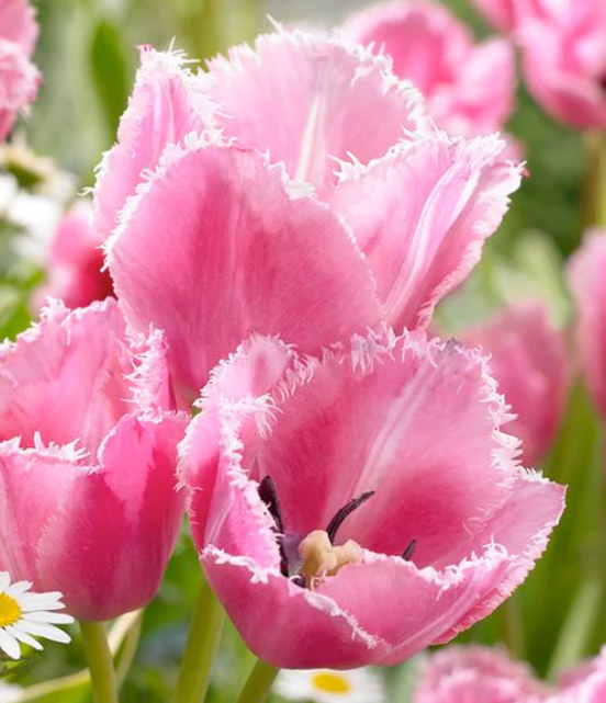 Tulip Fringed Family Variety ( multi-flowered tulip ) 3 bulbs