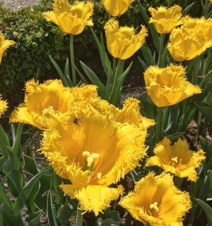 Tulip Rundale Palace Variety ( multi-flowered tulip ) 3 bulbs