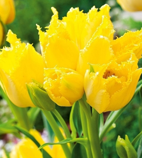 Tulip Rundale Palace Variety ( multi-flowered tulip ) 3 bulbs