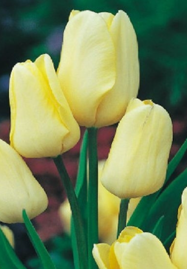 Tulip Hans Dietrich Variety ( multi-flowered tulip ) 3 bulbs