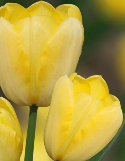 Tulip Hans Dietrich Variety ( multi-flowered tulip ) 3 bulbs
