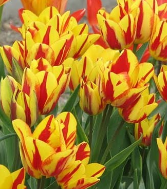 Tulip Colour Spectacle Variety ( multi-flowered tulip ) 3 bulbs