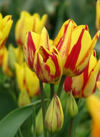 Tulip Colour Spectacle Variety ( multi-flowered tulip ) 3 bulbs