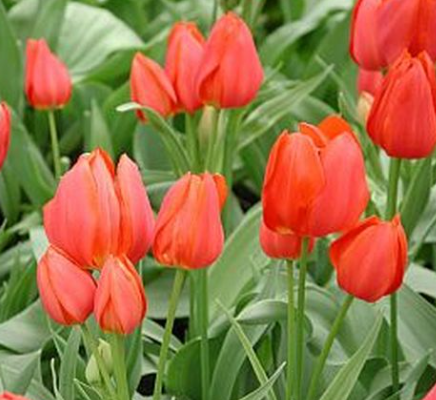 Tulip Orange Bouquet Variety ( multi-flowered tulip ) 3 bulbs