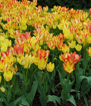 Tulip Georgette Variety ( multi-flowered tulip ) 3 bulbs