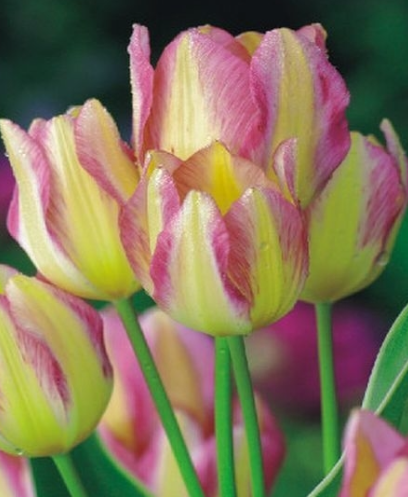 Tulip Georgette Variety ( multi-flowered tulip ) 3 bulbs