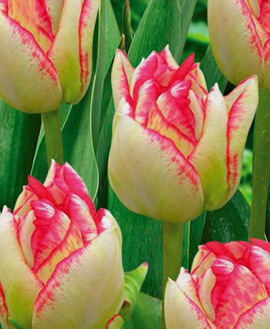 Tulip Full Cartouche Variety ( multi-flowered tulip ) 3 bulbs