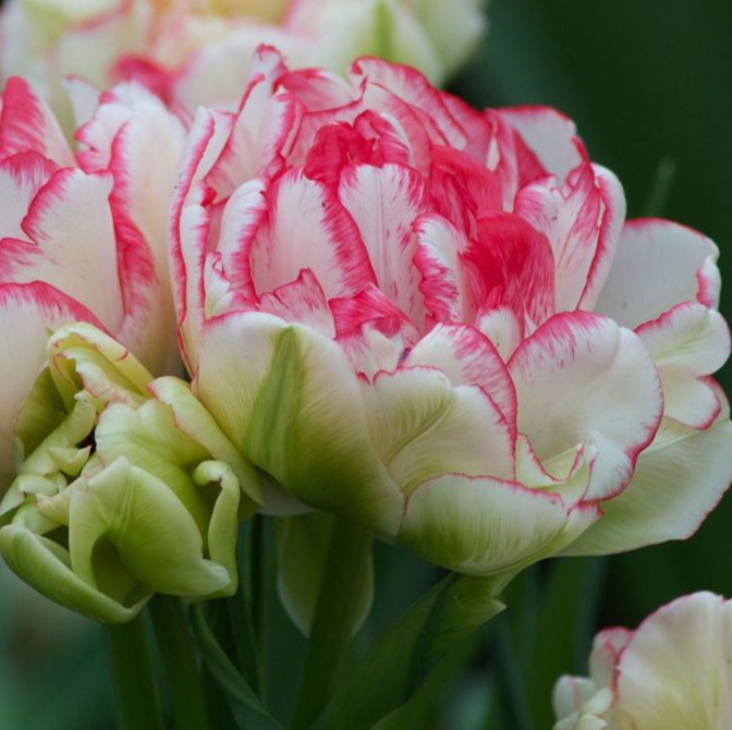 Tulip Full Cartouche Variety ( multi-flowered tulip ) 3 bulbs